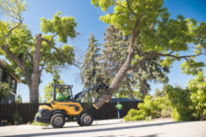 Photo of ArborCo Tree Care crew removing a tree in a residential neighborhood in Fort Collins, Colorado. Used for a blog post on tree removal permit requirements.