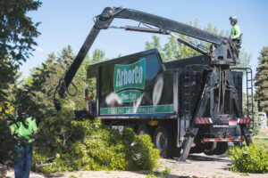 ArborCo crew cleaning up branches after professional tree trimming and pruning in Northern Colorado