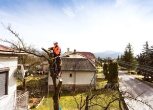 Certified arborist trimming a healthy tree for regular maintenance.
